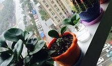 最新 植物爆料,这些植物竟有如此神奇功效！